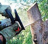 Reliable Glide, OR Tree Care Solutions