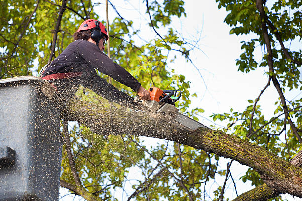 How Our Tree Care Process Works  in  Glide, OR